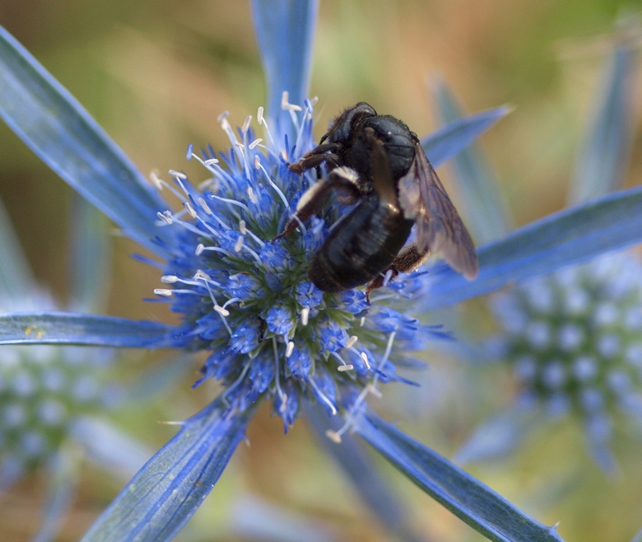Andrena sp.